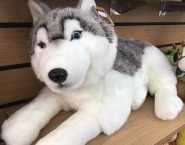 Husky